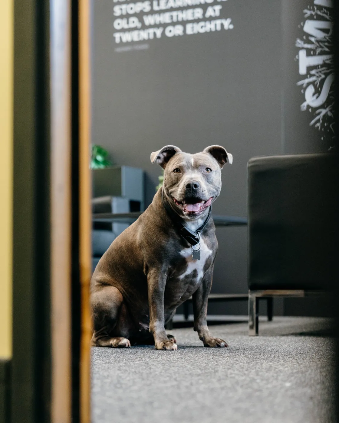 George, the Codebreak office dog